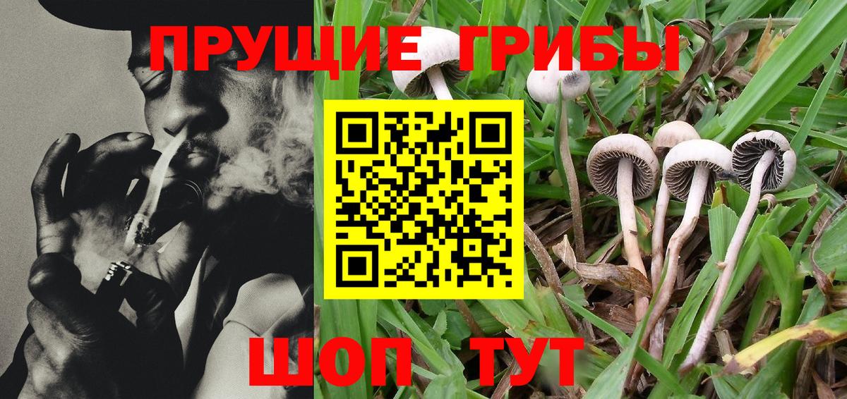 Псилоцибиновые грибы Psilocybine cubensis Нурлат
